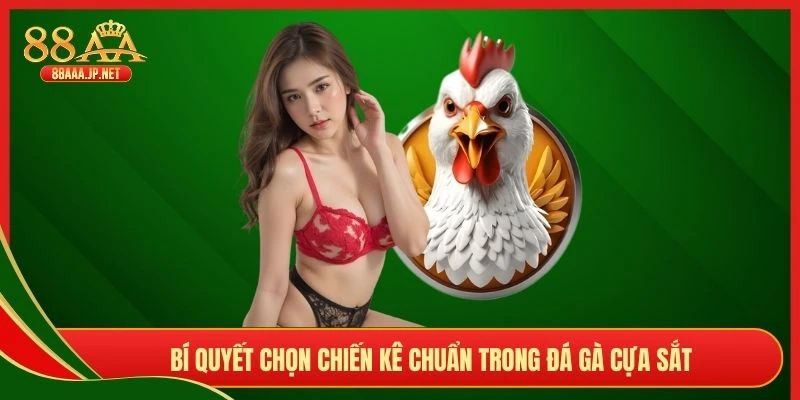 Bí quyết chọn chiến kê chuẩn trong đá gà cựa sắt